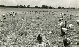 SAGSE001BeansSnap791