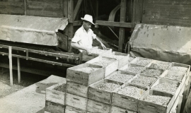 SAGSE001ProcessedFoodsandProcessing6558