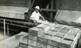 SAGSE001SeabrookFarms6734