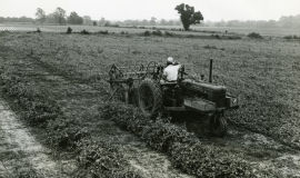 SAGSE001SeabrookFarms6738