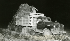 SAGSE001SeabrookFarms6739