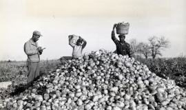 SAGSE001SeabrookFarms6743