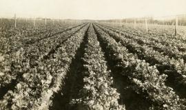 SAGSE001SeabrookFarms6746