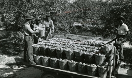 SAGSE001SeabrookFarms6748