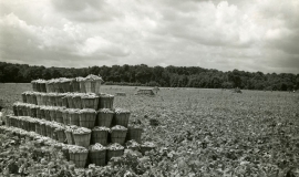 SAGSE001SeabrookFarms6756