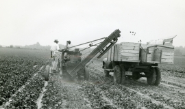 SAGSE001SeabrookFarms6762