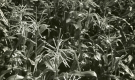 SAGSE001SeabrookFarms6777