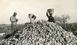 SAGSE001Turnips7256